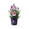 200mm Lavender The Princess - Lavandula hybrid