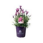 200mm Lavender The Princess - Lavandula hybrid