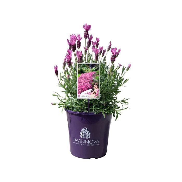 200mm Lavender The Princess - Lavandula hybrid