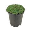 1.3L Saxifraga Peter Pan - Saxifraga moschata