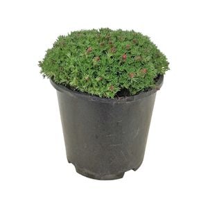 1.3L Saxifraga Peter Pan - Saxifraga moschata