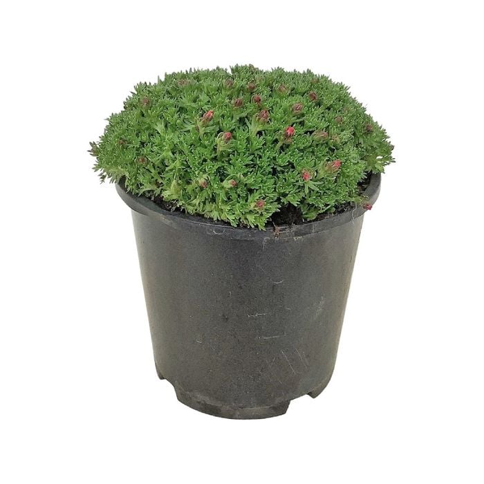 1.3L Saxifraga Peter Pan - Saxifraga moschata