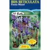 Fiesta Flower Bulbs Iris Reticulata Mixed - 10 Bulbs