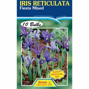 Fiesta Flower Bulbs Iris Reticulata Mixed - 10 Bulbs