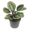 200mm Calathea Medallion - Calathea roseopicta