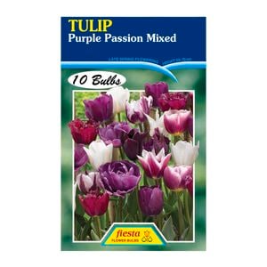 Tulip Purple Passion Mixed - 10 Bulbs