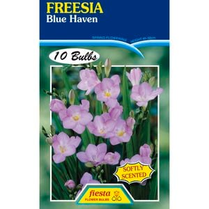 Freesia Blue Haven - 10 Bulbs