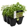 6 Cell Basil Fusion - Ocimum basilicum