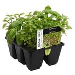 6 Cell Basil Fusion - Ocimum basilicum