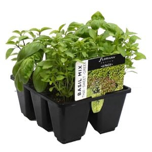 6 Cell Basil Fusion - Ocimum basilicum