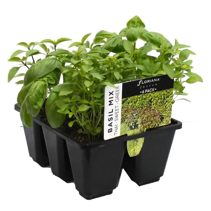 6 Cell Basil Fusion - Ocimum basilicum