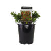 140mm Callistemon Better John - Callistemon viminalis