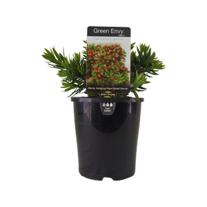 140mm Callistemon Better John - Callistemon viminalis