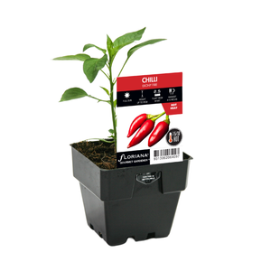 100mm Chilli Ebony Fire - Capsicum annuum