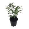 120mm Chamaedora Palm - Chamaedorea elegans