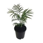 120mm Chamaedora Palm - Chamaedorea elegans