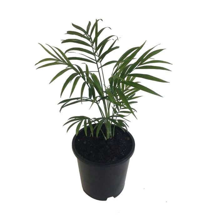 120mm Chamaedora Palm - Chamaedorea elegans