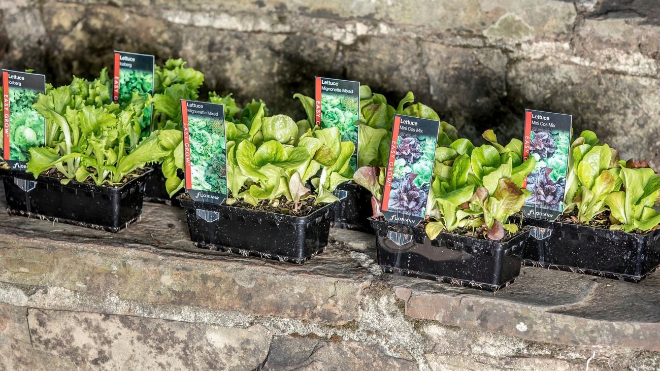 Young potted lettuce plants sitting alongside one another on stone steps
