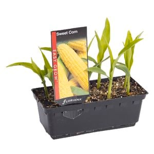 Sweet Corn Punnet - Zeas mays