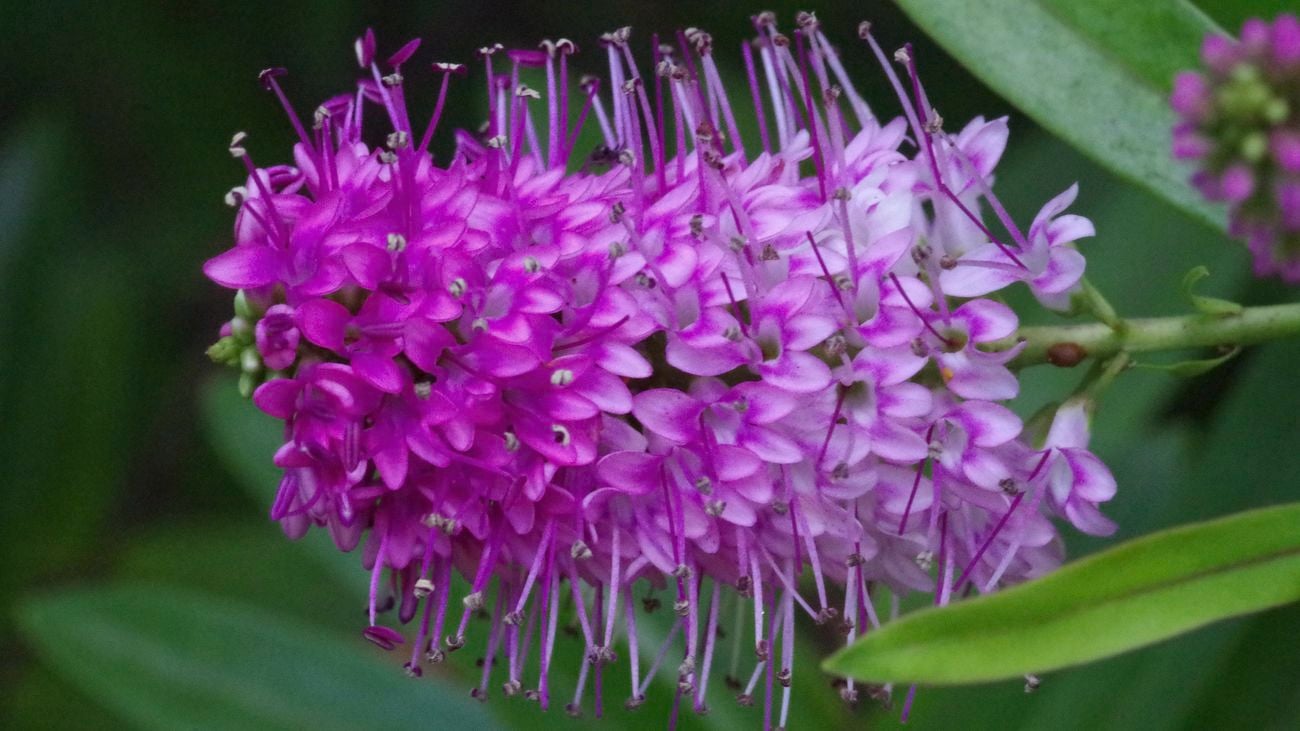 A purple hebe flower
