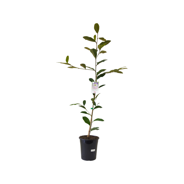 180mm Magnolia Fairy Cream - Magnolia hybrida