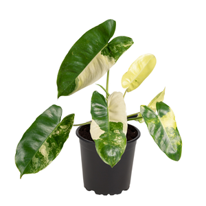 170mm Philodendron Burle Maxxi 