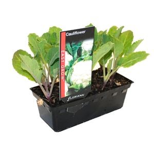 Cauliflower Punnet - Brassica oleracea var. botryis