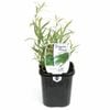 95mm Food for Life Range Tarragon French - Artemisia dracunculus