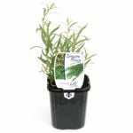 95mm Food for Life Range Tarragon French - Artemisia dracunculus