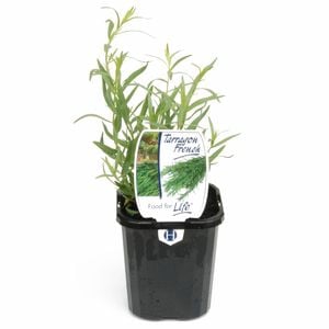 95mm Food for Life Range Tarragon French - Artemisia dracunculus