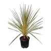 10L Cordyline Torbay Dazzler - Cordyline australis Torbay Dazzler