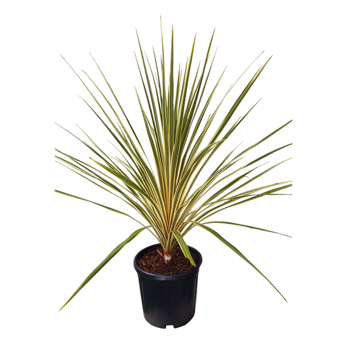 10L Cordyline Torbay Dazzler - Cordyline australis Torbay Dazzler