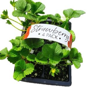 Strawberry Cabrillo - Fragaria ananassa - 4 Pack