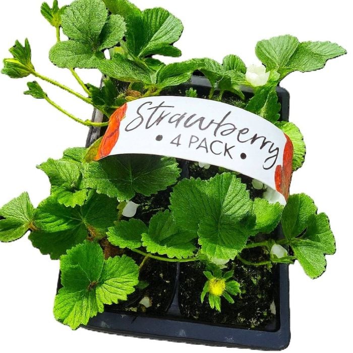 Strawberry Cabrillo - Fragaria ananassa - 4 Pack