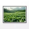 Field Of Dandelions View   Print 100% Australian Made 90x60cm  (Poster)