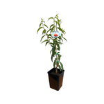 180mm Dwarf Peach Angel - Prunus persica