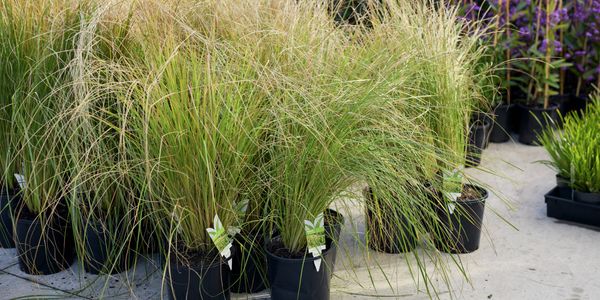 Trade Service -  Commercial Greenlife - SBS - 6. Plant selection suited to climate