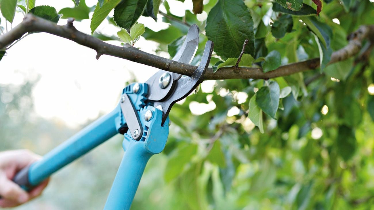 Close‑up of loppers making a clean cut through a woody tree branch among green leaves.