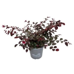 2.4L Loropetalum Plum Gorgeous - Lotapetalum chinensis