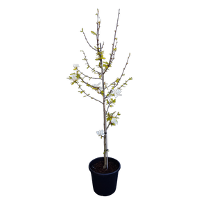 30L Magnolia Billowing Cloud - Magnolia soulangeana