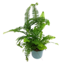 120mm Sword Fern - Nephrolepis obliterata