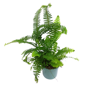 120mm Sword Fern - Nephrolepis obliterata