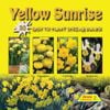 Fiesta Flower Bulbs Yellow Sunrise Colour Combo - 30 Bulbs