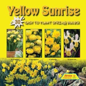 Fiesta Flower Bulbs Yellow Sunrise Colour Combo - 30 Bulbs