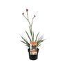 140mm Kangaroo Paw Bush Elegance - Anigozanthos x hybrid