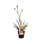 140mm Kangaroo Paw Bush Elegance - Anigozanthos x hybrid