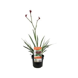 140mm Kangaroo Paw Bush Elegance - Anigozanthos x hybrid