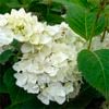 200mm Hydrangea Summer Blushing Bride