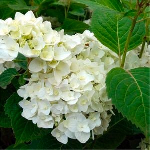 200mm Hydrangea Summer Blushing Bride