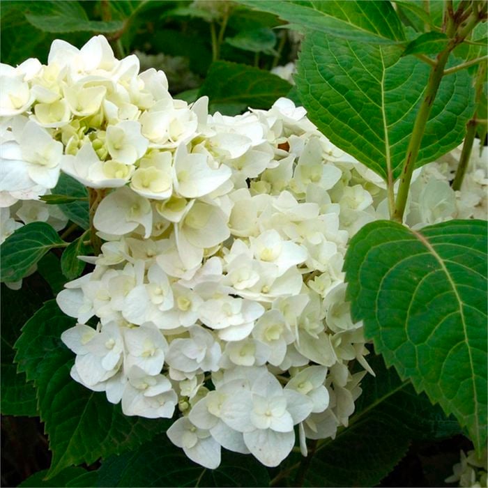 200mm Hydrangea Summer Blushing Bride